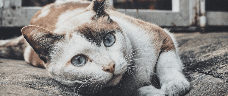 chat boule sous la peau
